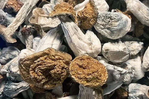 store_01JCBBZHTJW304D5JZ8Y01YCB7_assets_1731542944259 35e9b7_b32b6f27582b4301b2393471992342c0mv2