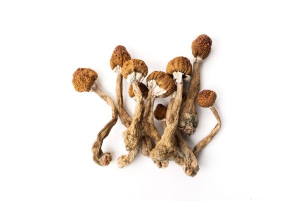 store_01JCBBZHTJW304D5JZ8Y01YCB7_assets_1731543619886 Psilocybin Mushrooms 1024x684 1 600x401 1