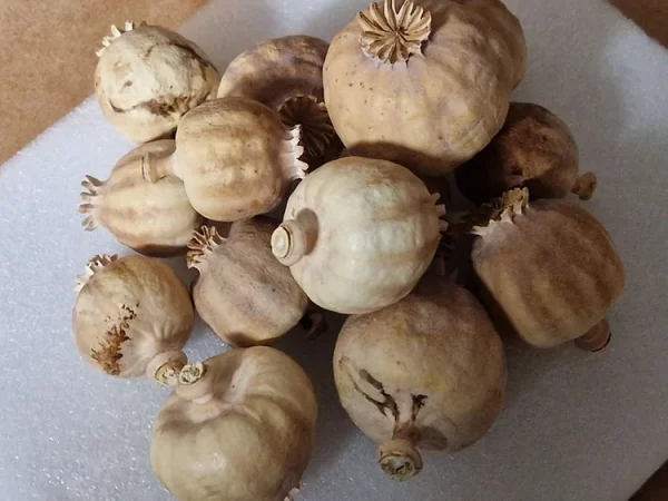 store_01JCBBZHTJW304D5JZ8Y01YCB7_assets_1731544089023 fdba78_e9fb7dcfc33c4941b7df9a1c92c5263emv2 600x450 1